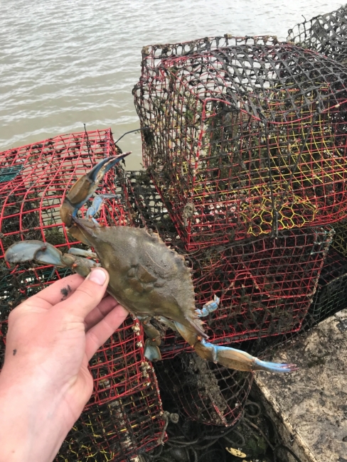 A person holds a live blue crab over several stacked crab pots. 