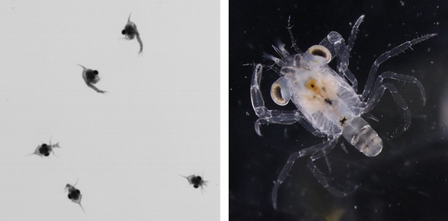 A microscopic image of a blue crab larvae.