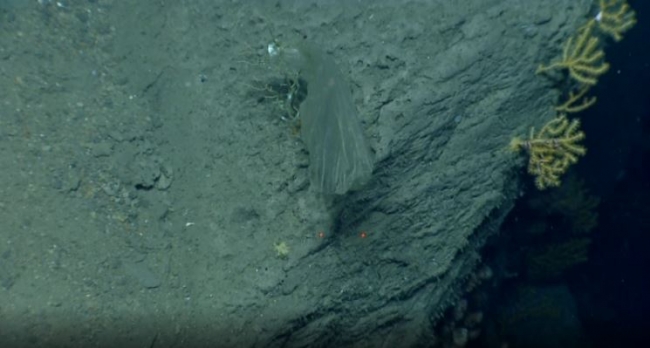 A picture of a clear, plastic object wrapped around dead coral that area located deep in the ocean.