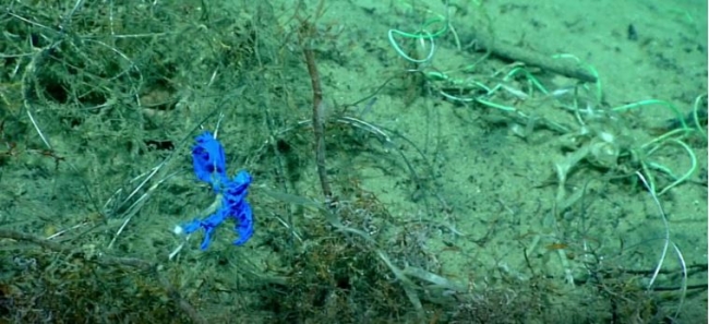A picture of a sandy bottom deep in the ocean. It has one balloon with the ribbon entangled in  coral. 