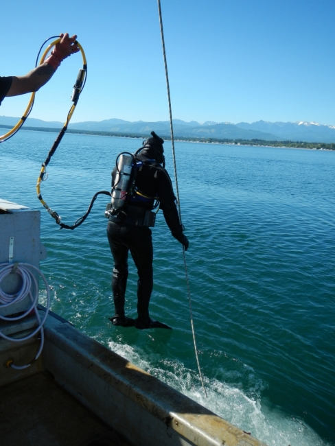 A scuba diver leaps off the side of the boat into the water.