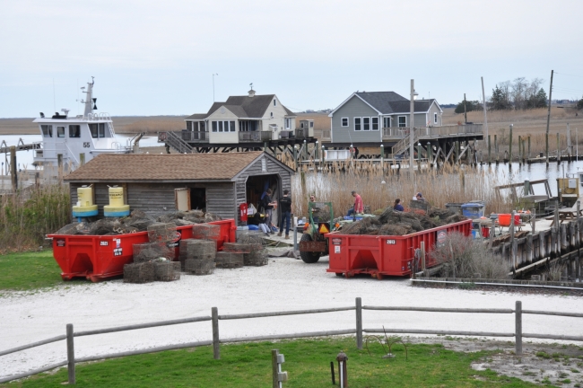 Two dumpsters full of derelict crab traps on a waterfront with a shed and volunteers.