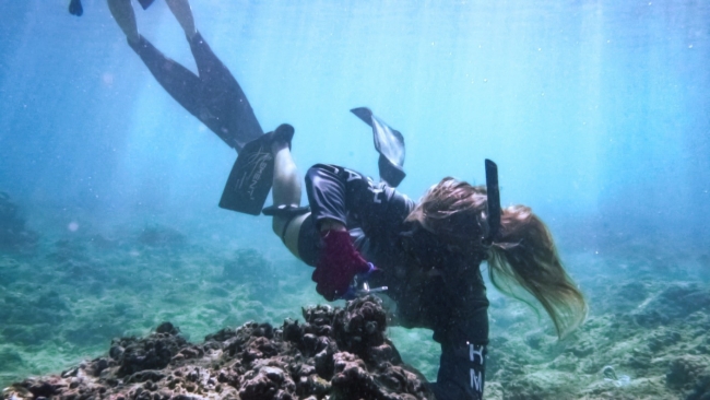 A diver removes fishing line from a coral head.