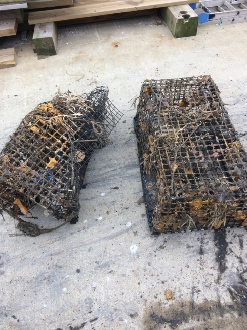 Two traps on the ground side by side. One is mangled and bent, while the other is in tact.