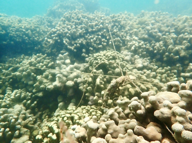 Fishing line on coral heads.