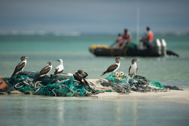 Brown and masked boobys on a derelict fishing net with the marine debris team in a boat in the background.