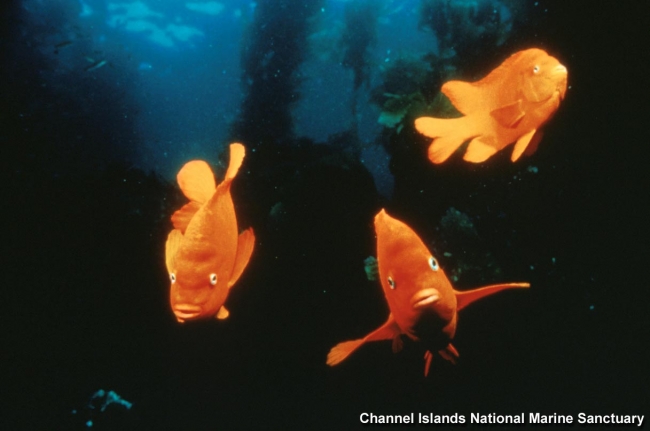 Three yellow fish look into the camera.