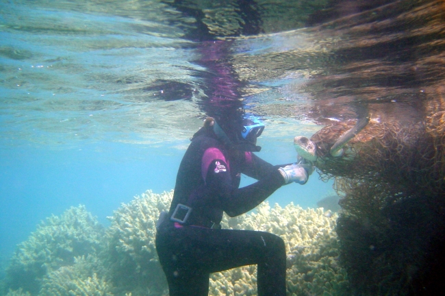 A snorkeler works to free an entangled sea turtle.