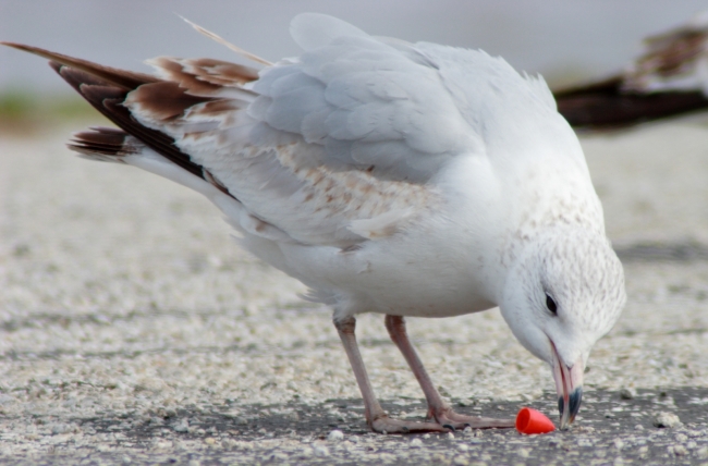 A gull pecks at a plastic piece.