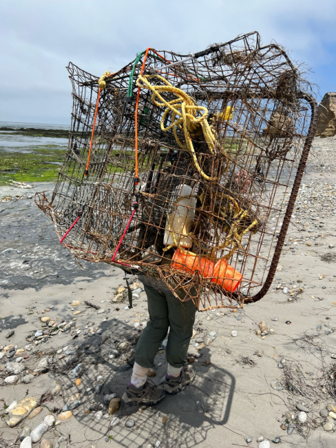 A marine debris removal team member carries lost lobster traps on their back.
