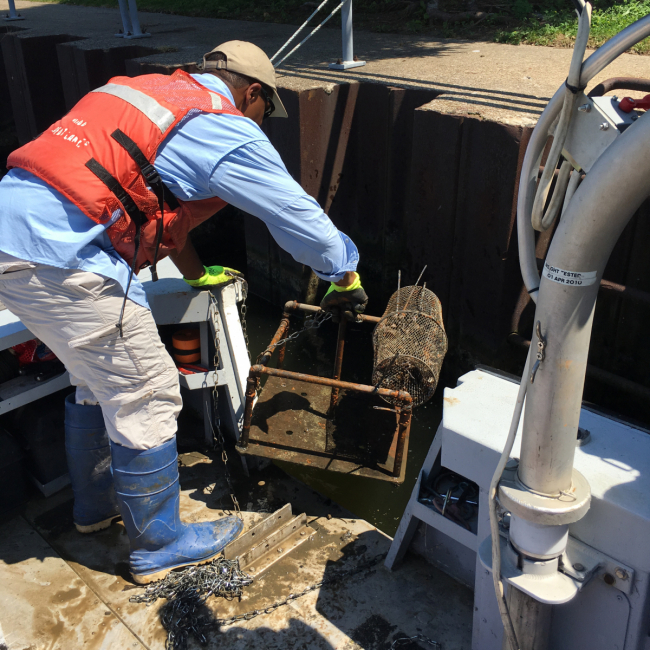 A researcher on a boat retrieving mussels from a cage.
