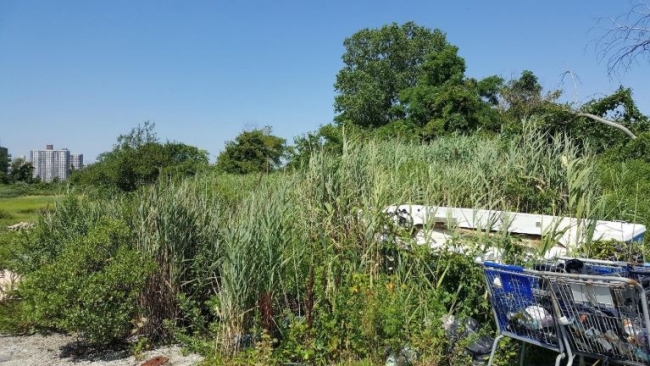 Debris left inside a marsh located in New York.