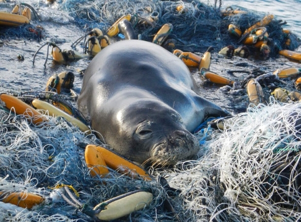  Marine debris throughout the ocean puts endangered species like this Hawaiian monk seal at risk.