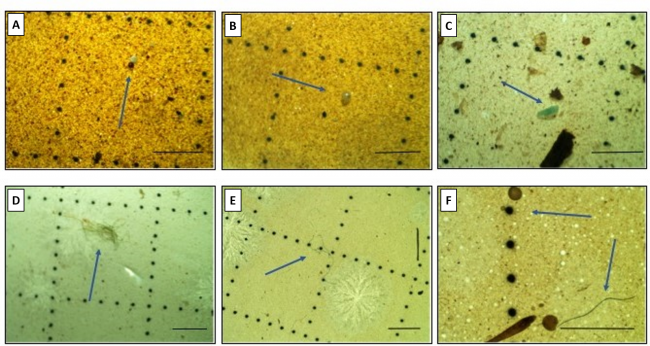 Microscope images of microplastic debris.