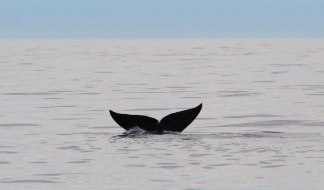 A whale's fuke, or tail.