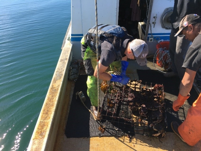Two men work to remove the contents of a collected derelict crab trap.