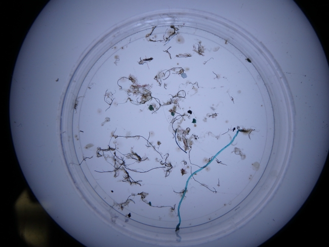 A microfiber under the microscope.