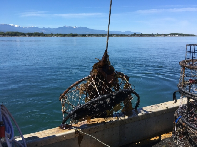 A derelict crab pot removed from the ocean. 