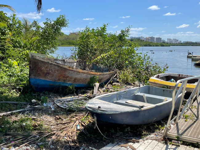 Derelict vessels on a mangrove forest shoreline.