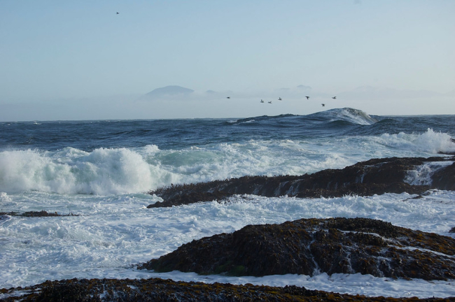 Surf crashing against rocks covered in algae with birds flying in the distance.