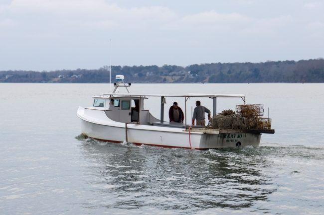 A boat driving through the waterway with derelict crab traps loaded on the back.