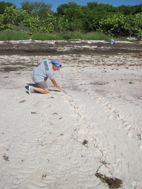 A volunteer points out the tracks of a nesting female loggerhead sea turtle.