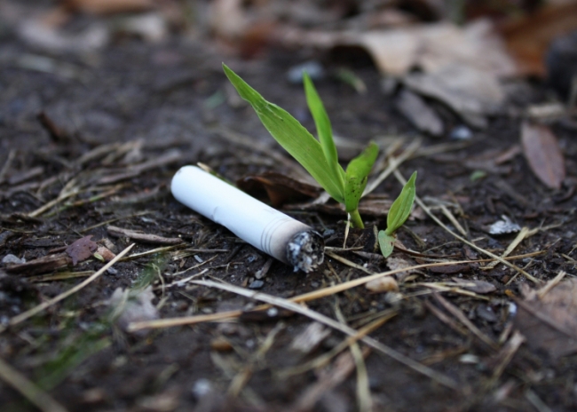 Cigarette butt next to sprouting plant.
