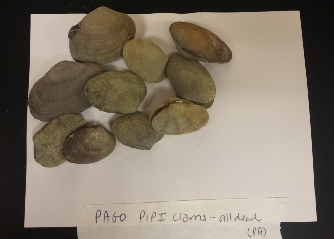 Several dead clams of various sizes presented on a sheet of white paper.