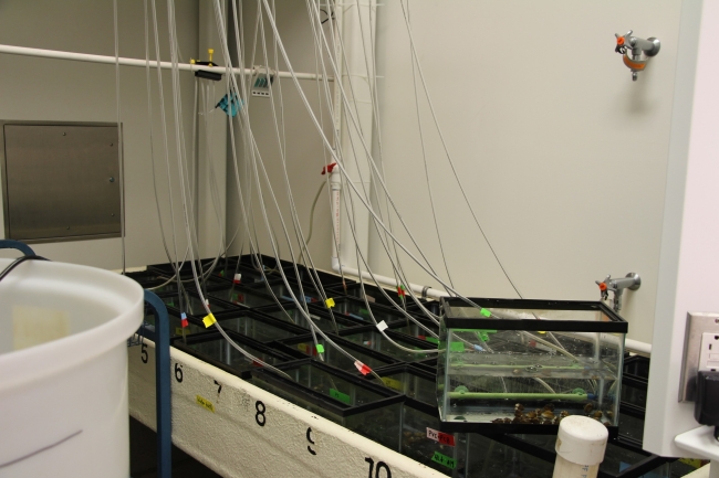 Tanks in a lab, full of clams.
