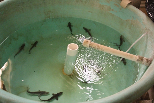 Sturgeon in a tank.