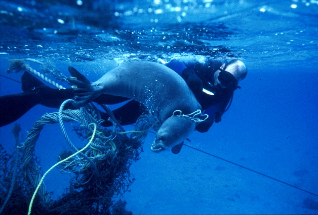 A seal being released from entanglement in derelict rope by a diver.