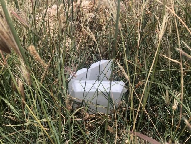 A polystyrene container littered in grass. 