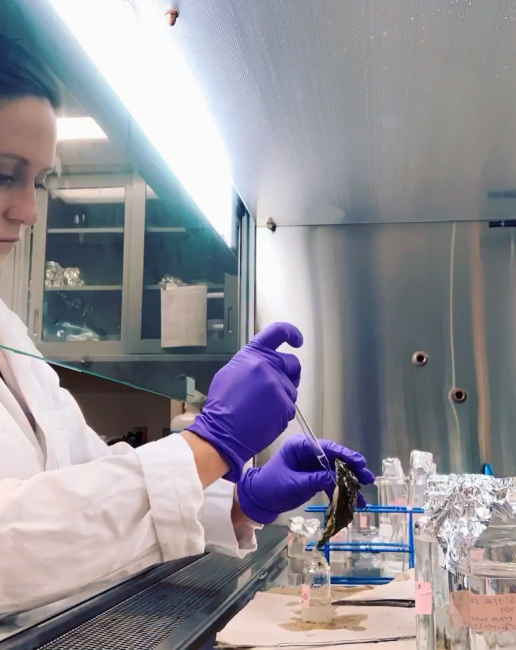 A researcher dissecting an oyster at a lab bench.