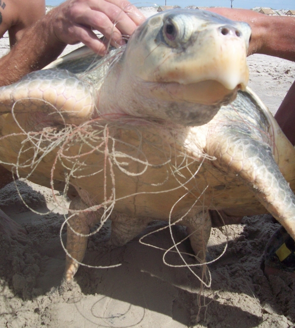 A sea turtle tangled in fishing line.