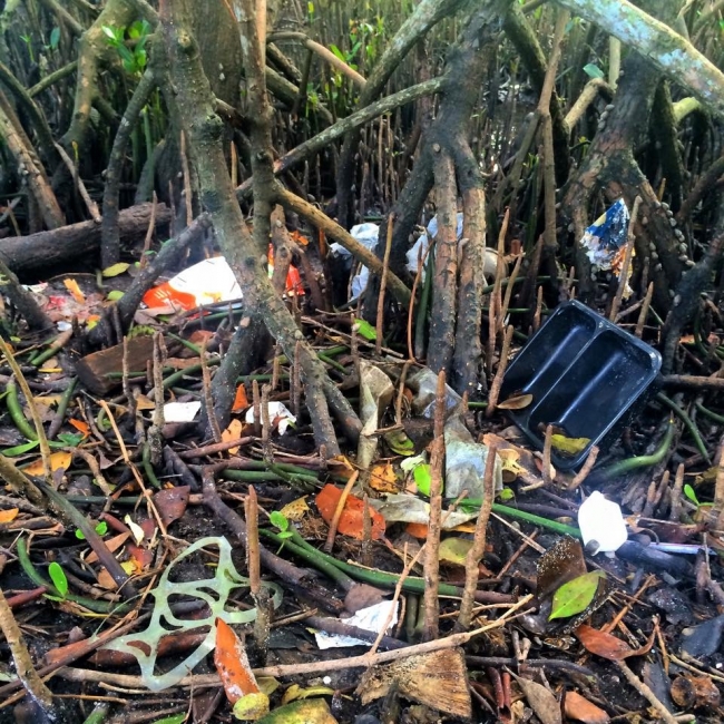 Mangrove roots that are tangled with plastic trash.