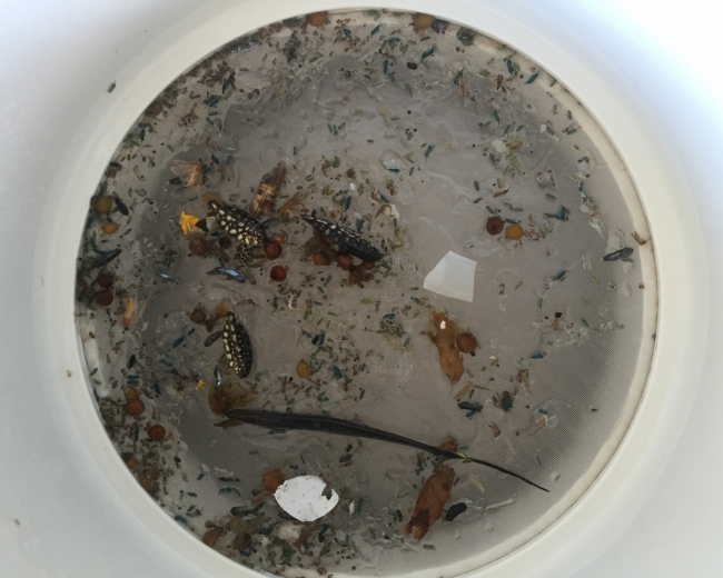 Tiny fragments of plastic in a sample.