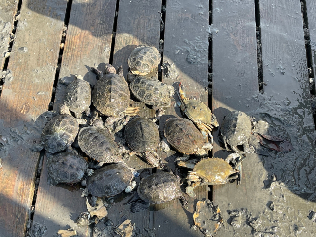 Diamondback terrapins and blue crabs on a dock.