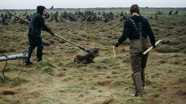 A team member holding a packing band that was removed from a seal while other team members ready to release the disentangled seal.
