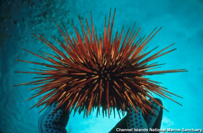 A gloved hand holds up a red urchin underwater.