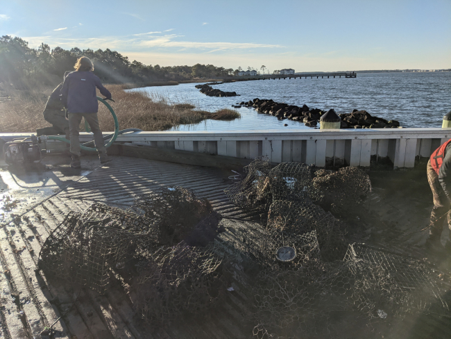 Volunteers cleaning a pile of old recovered crab traps.