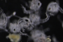 Baby blue crabs are viewed through a microscope and are smaller than a grain of rice.