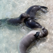 Three Hawaiian monk seals playing in shallow waters. 