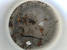 Sample of microplastics under a microscope. 