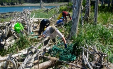 People picking up debris among logs and brush. 