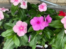 Flowers in pots.