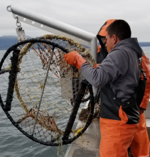 Two removal team members pull a derelict crab pot aboard a boat. 