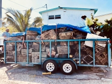 A trailer filled with derelict lobster and crab traps.