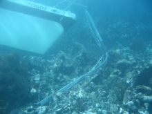 Sailboat prow crashed into coral reef. 