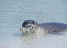 A seal rests on a beach with a plastic water bottle in its mouth.