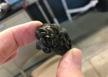 Live mussel between fingers. 
